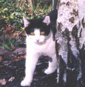 A black and white feral cat by a tree looking curious.